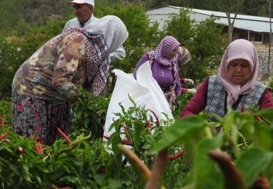 Kastamonu’da Coğrafi İşaretli Arslanlar Biberinde Hasat Sezonu Başladı