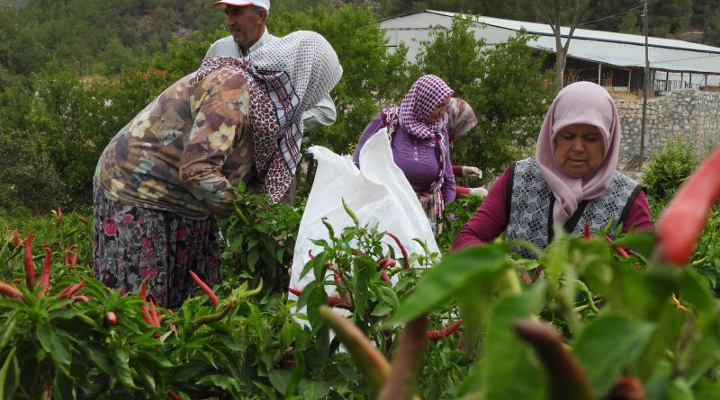 Kastamonu’da Coğrafi İşaretli Arslanlar Biberinde Hasat Sezonu Başladı