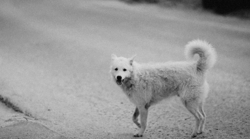 Şanlıurfa’da Sahipsiz Köpek Saldırısı: 8 Yaşındaki Çocuk Yaralandı