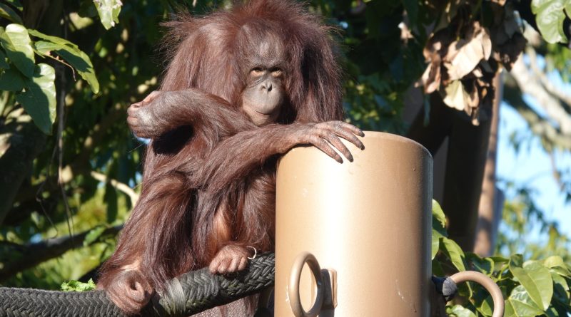Beşiktaş’ın Eski Yıldızı Quaresma’ya Hayvanat Bahçesinde İlgi: Orangutanın Tepkisi Şaşırttı