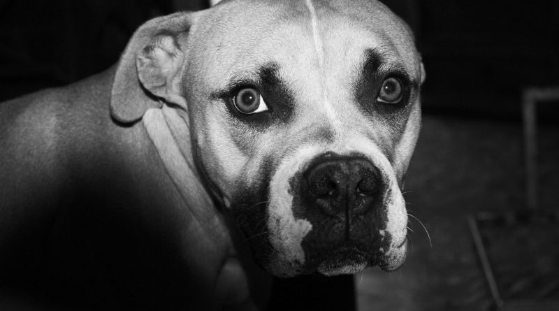 Pitbull Saldırısı Kanlı Bitti: Köpek Sahibi 3 Yerinden Bıçaklandı