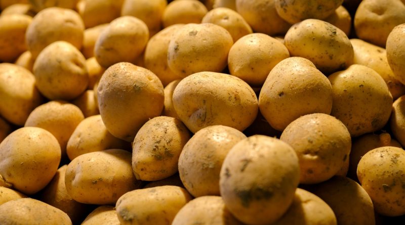 Bayburt’ta Patates Üretim Alanları Hastalık ve Zararlılara Karşı Denetlendi