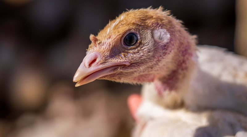 Bolu’da Tavuk Çiftliğinde Teknik Arıza: 4 Bin Tavuk Telef Oldu