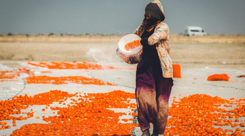 Karacadağ’da 48 Derece Sıcaklıkta Kuru Domates Mesaisi